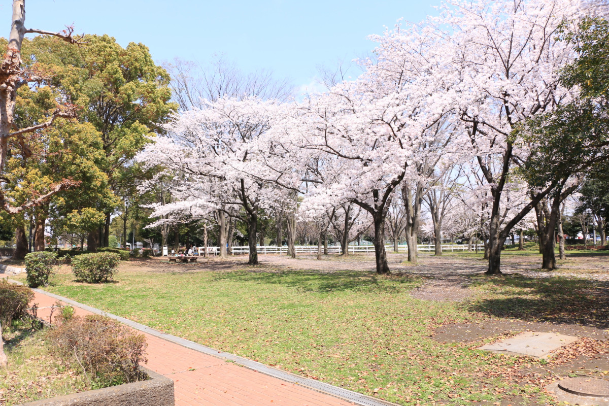 海老名 運動 公園